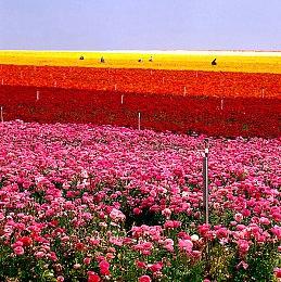 Epic喜加一！像素动作游戏《重力回路》免费领